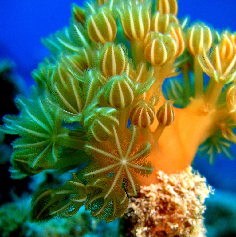 Коралл Ксения. Коралл Ксения.