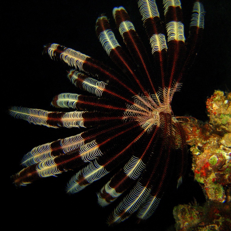 Морская лилия. Морская лилия.