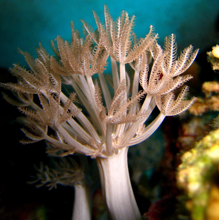 Ксения, мягкий коралл. Ксения, мягкий коралл.