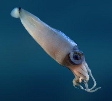 Необычный подводный мир Необычный подводный мир