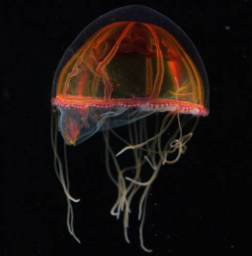 Необычный подводный мир Необычный подводный мир