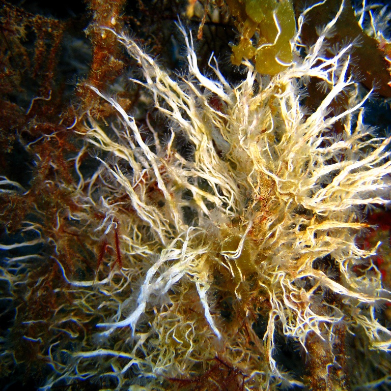 Морские трубчатые черви. Морские трубчатые черви.