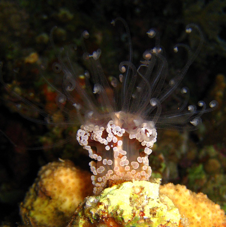 Актиния Драгоценная Алиция. Актиния Драгоценная Алиция.