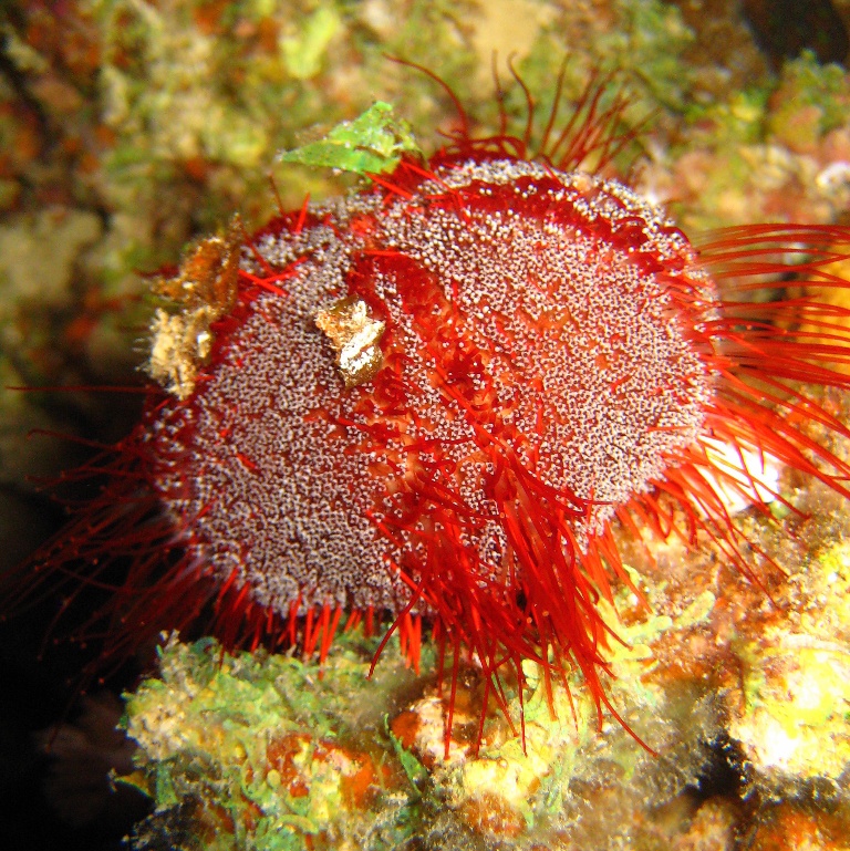 Морской ёж. Морской ёж.