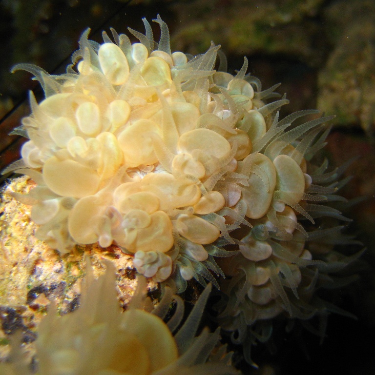 Пузырчатый коралл ночью. Пузырчатый коралл ночью.