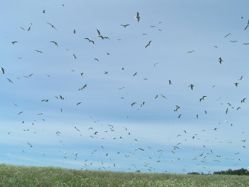 А на небе птички. А на небе птички.