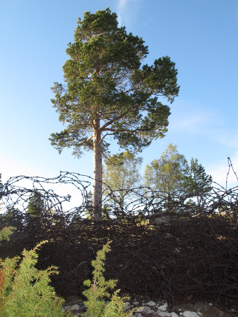 Проволока Проволока