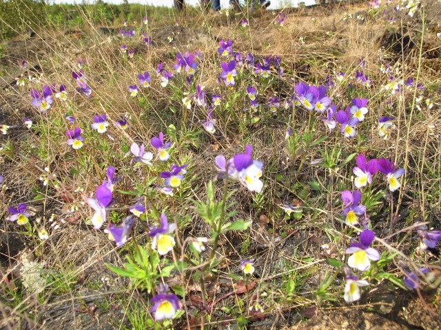 Фиалки Фиалки