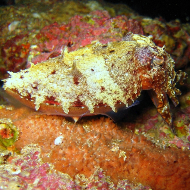 Каракатица. Каракатица.