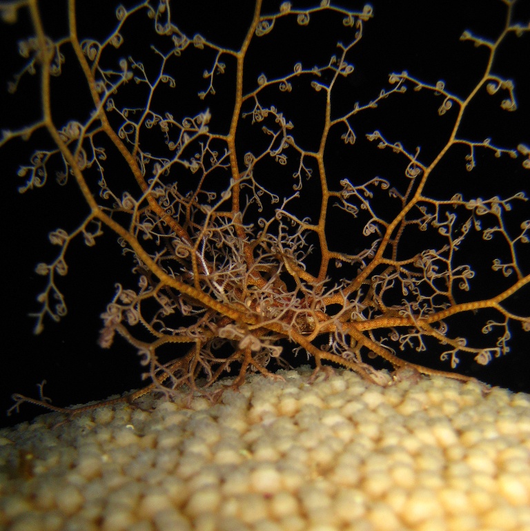 Горгоноцефал, офиура. Горгоноцефал, офиура.