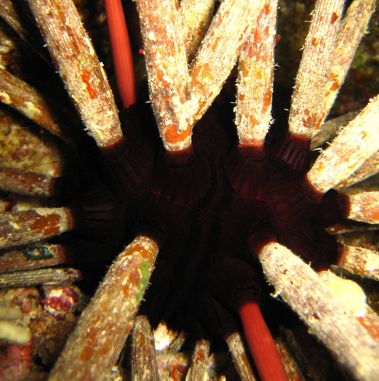 Морской ёж. Морской ёж.