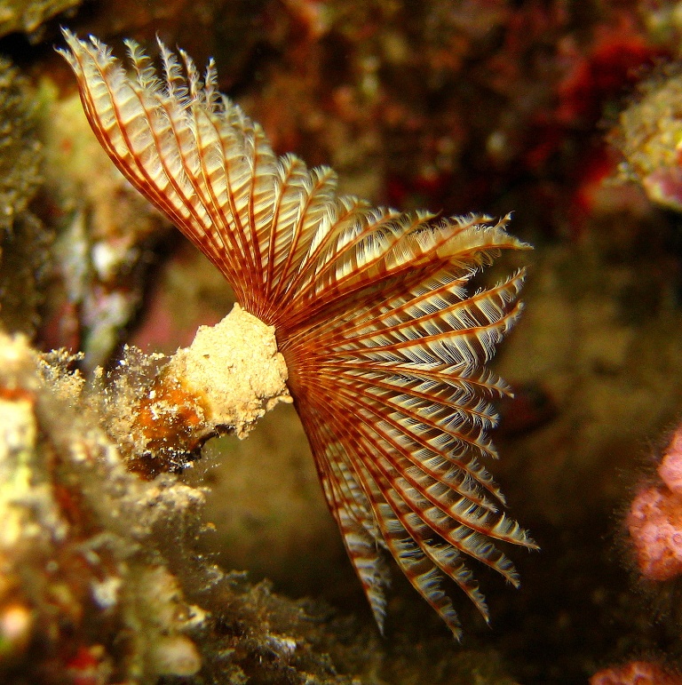 Морской трубчатый червь. Морской трубчатый червь.