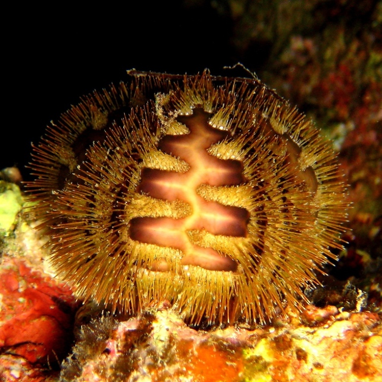 Морской ёж. Морской ёж.