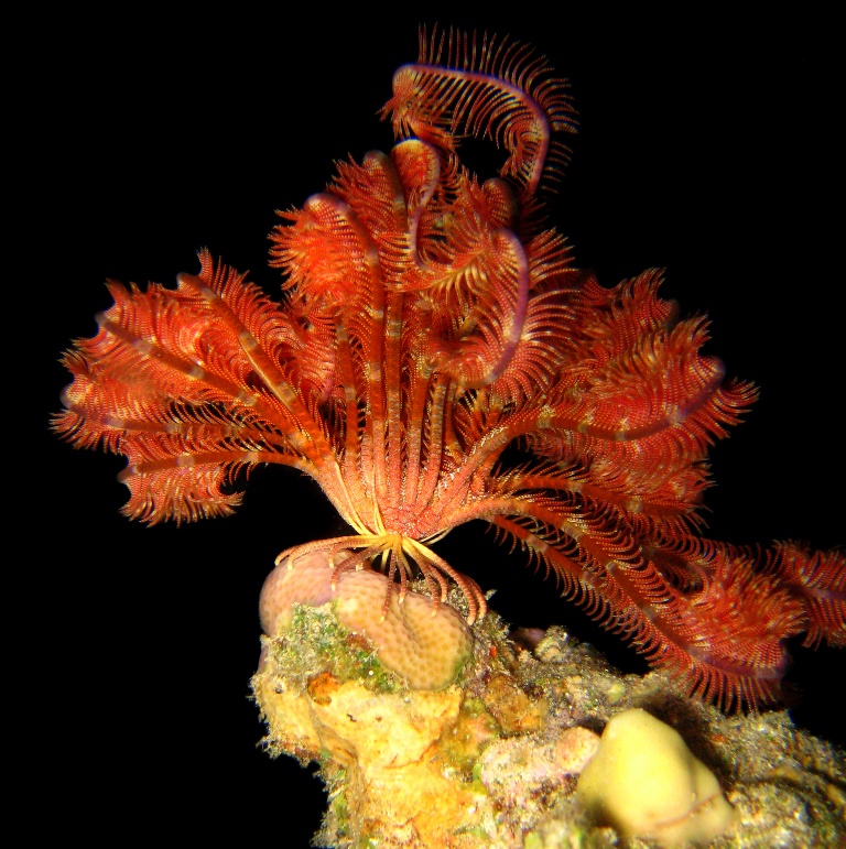 Морская лилия. Морская лилия.