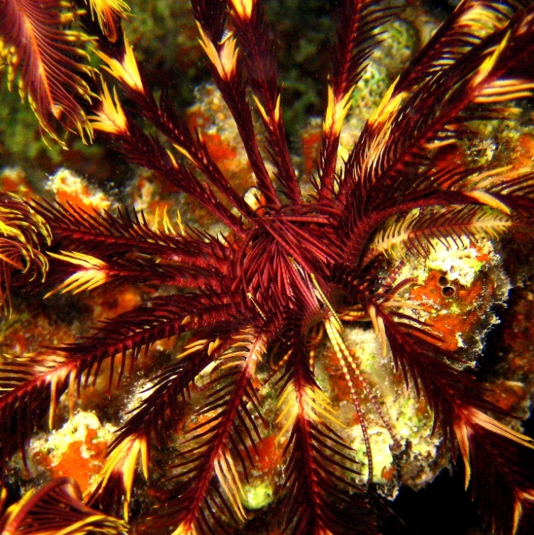 Морская лилия. Морская лилия.