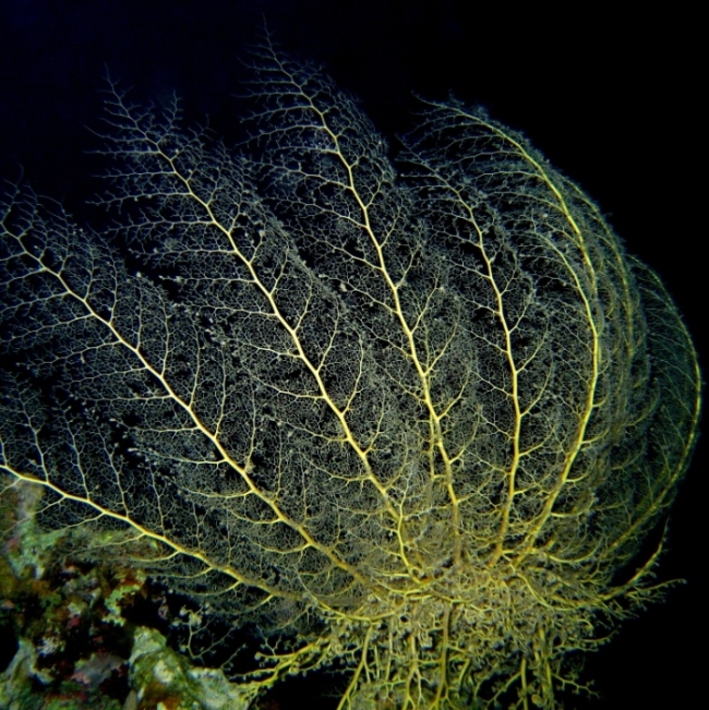 Горгоноцефал, офиура. Горгоноцефал, офиура.