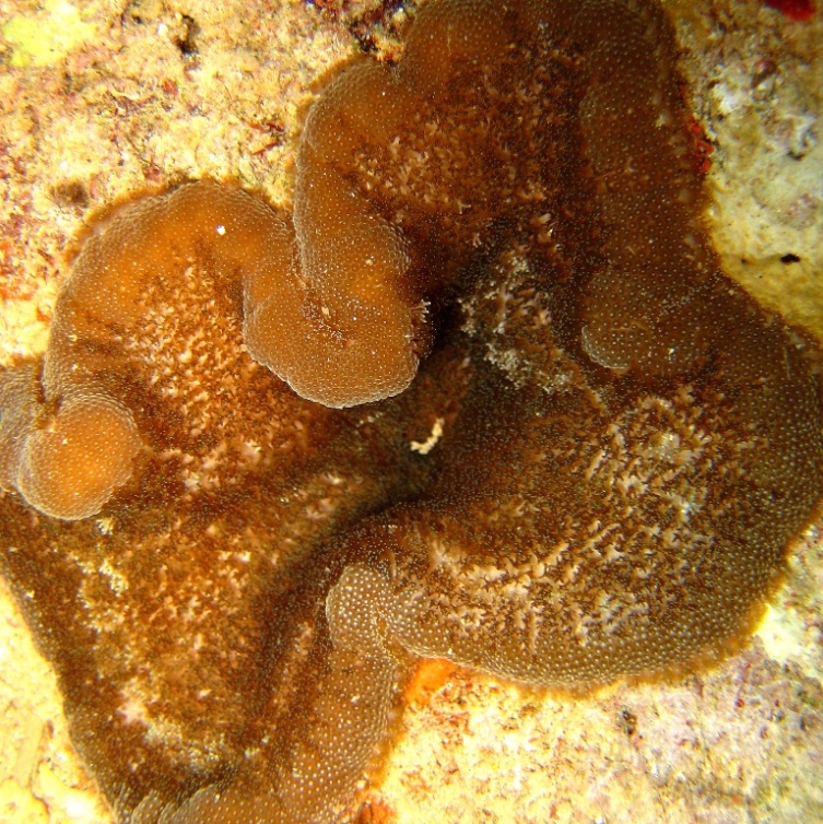 Липкая актиния. Липкая актиния.