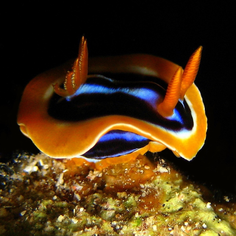 Хромодорис четырёхцветный. Хромодорис четырёхцветный.