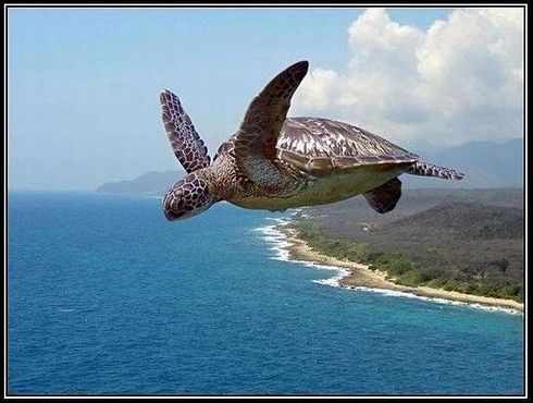 Тортуга Тортуга