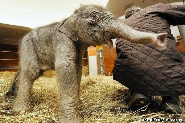 Их слон Их слон