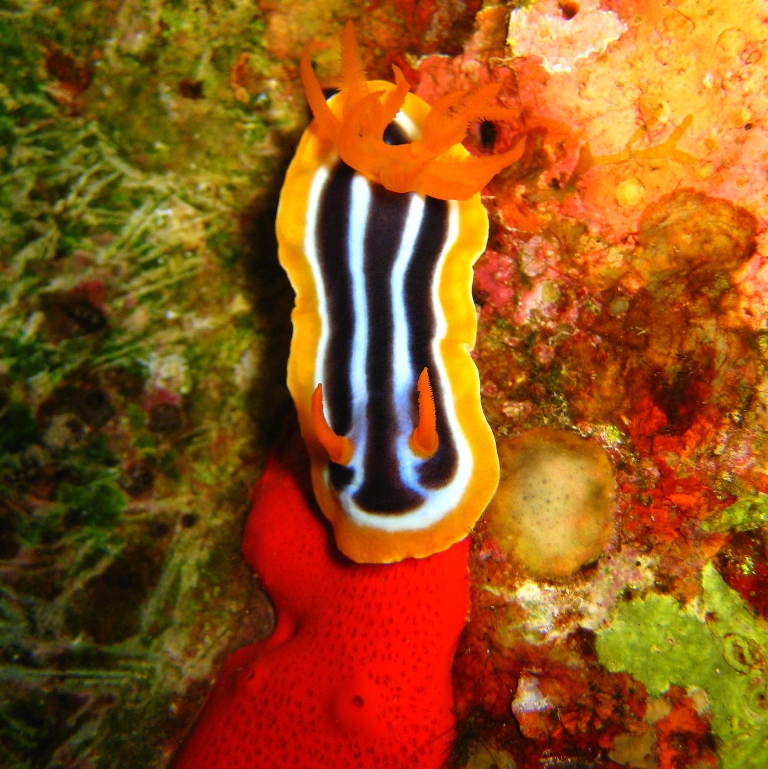 Хромодорис. Хромодорис.