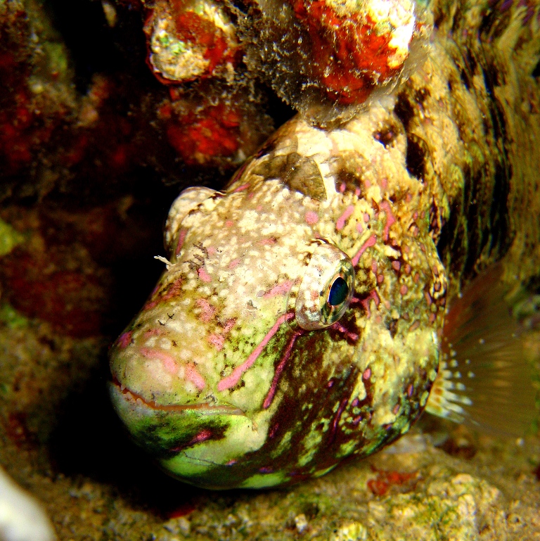 Попугай ночью. Попугай ночью.