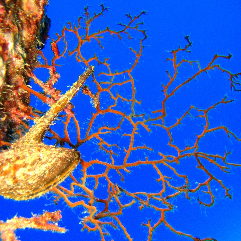 Устрица Птерия. Устрица Птерия.