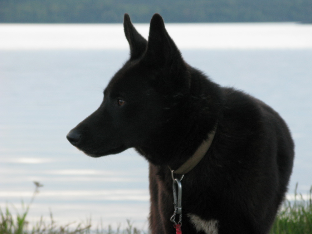 море ласковое, Белое море ласковое, Белое