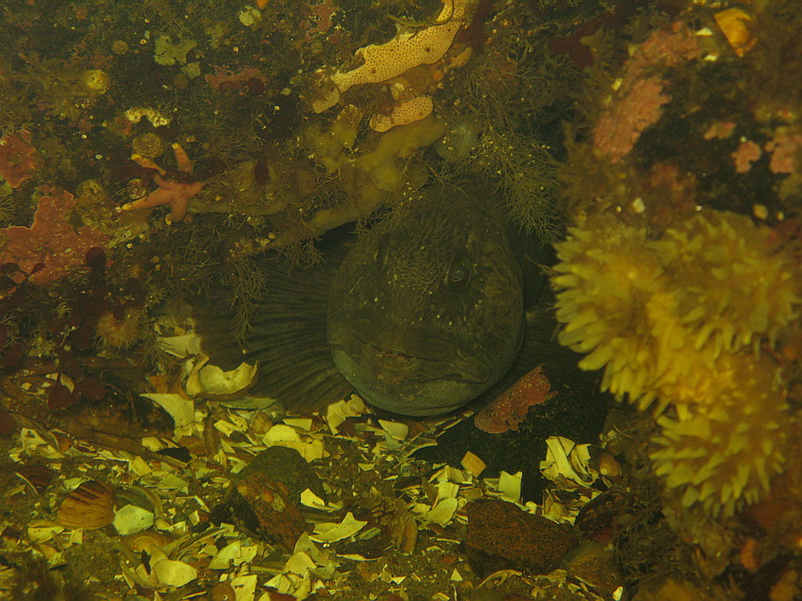 море ласковое, Белое море ласковое, Белое