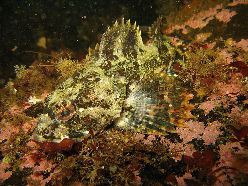 море ласковое, Белое море ласковое, Белое