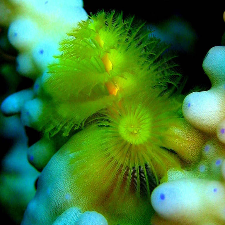 Морской трубчатый червь. Морской трубчатый червь.