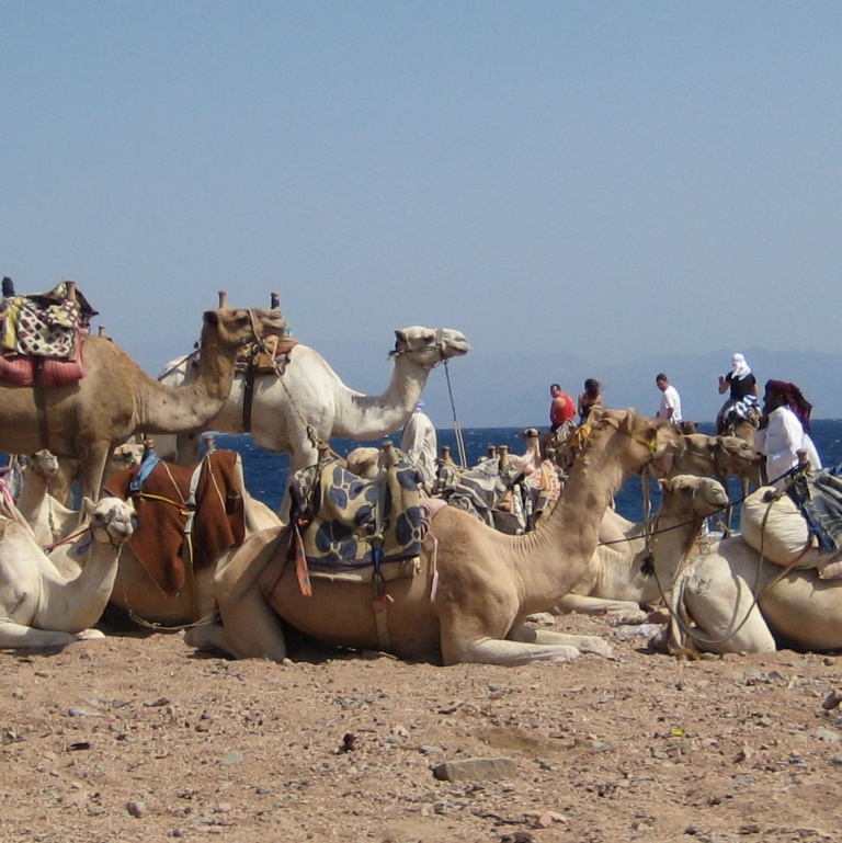 Корабли пустыни. Корабли пустыни.