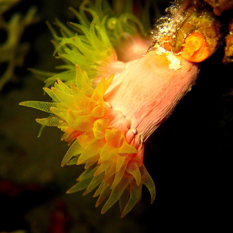 Солнечный коралл. Солнечный коралл.