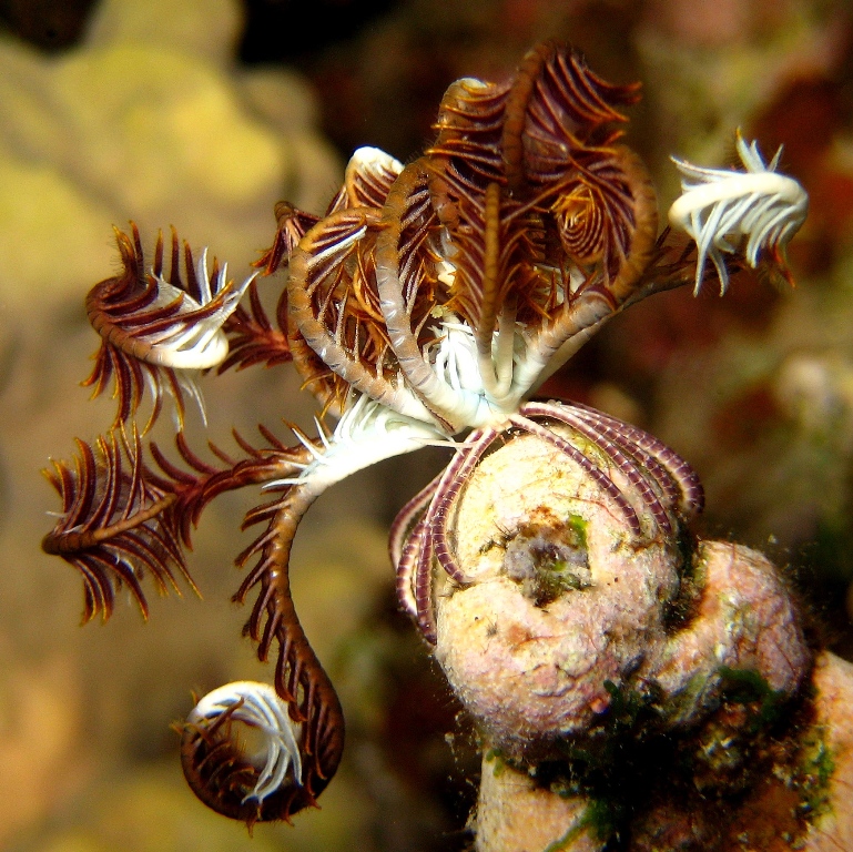 Морская лилия. Морская лилия.