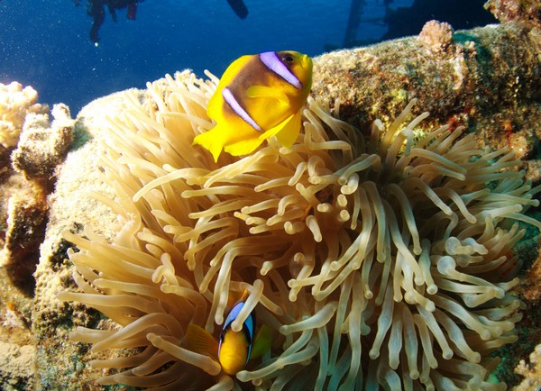 Сафари 07-2011 Сафари 07-2011