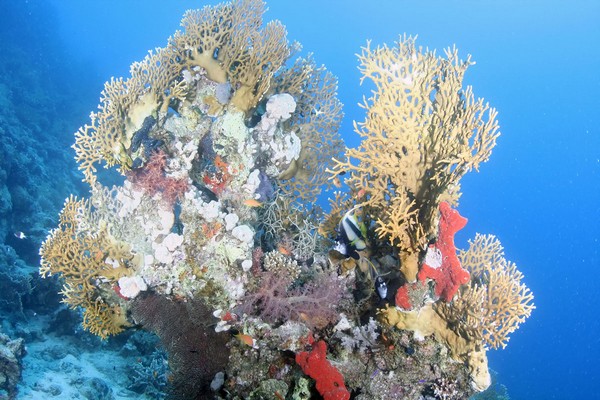 Сафари 07-2011 Сафари 07-2011