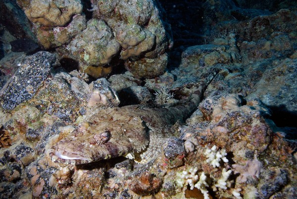 Сафари 07-2011 Сафари 07-2011