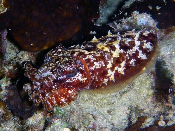 Сафари 07-2011 Сафари 07-2011