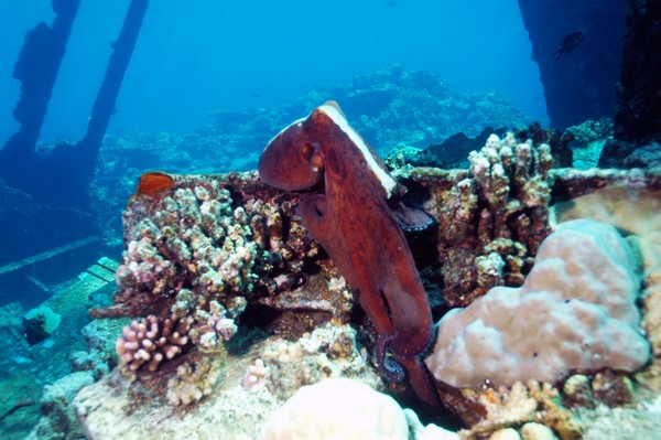 Сафари 07-2011 Сафари 07-2011