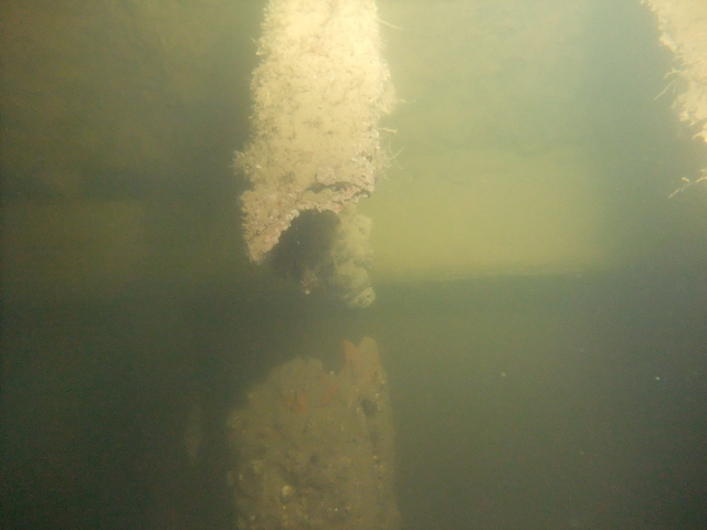 молога молога