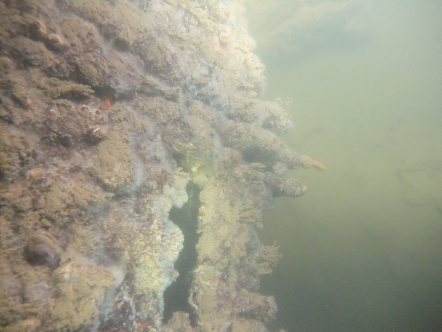 молога молога