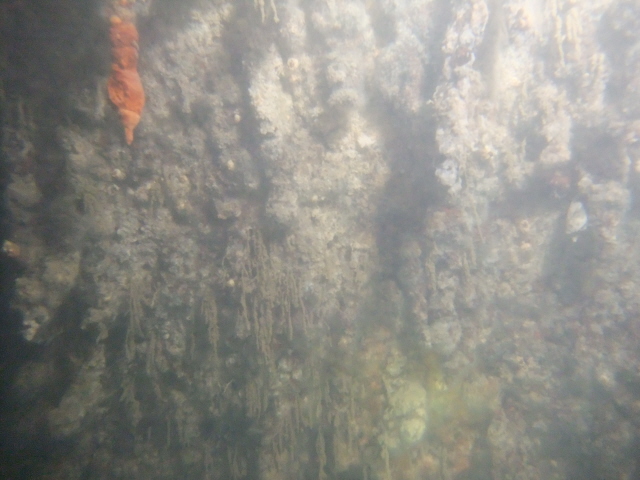 молога молога