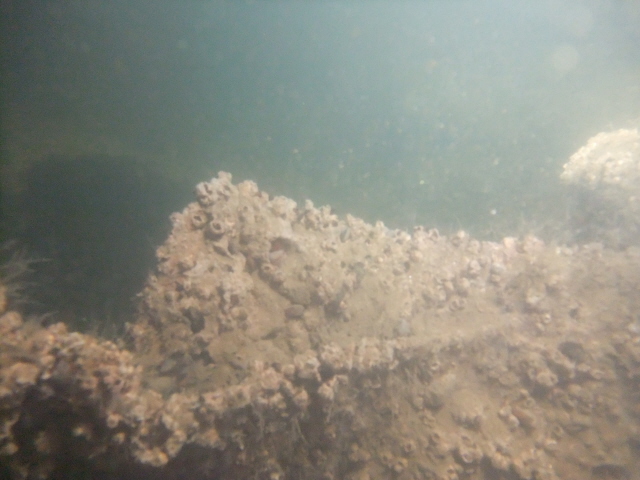 молога молога