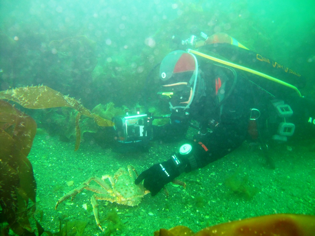 krabvid4880.jpg krabvid4880.jpg