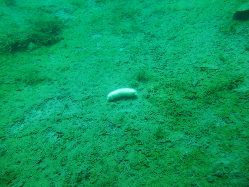 тайвассало тайвассало