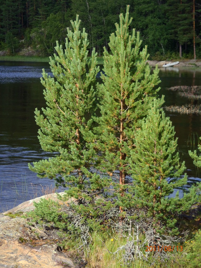 Ладога 2011. Морской Охотник. Ладога 2011. Морской Охотник.