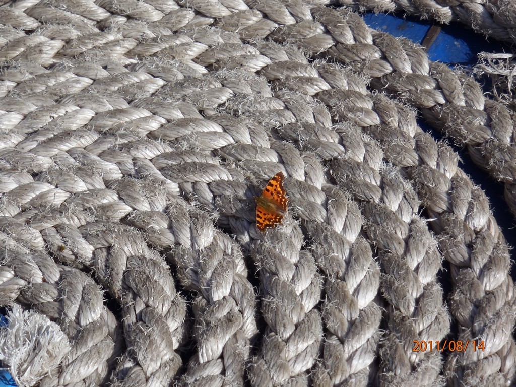 Ладога 2011. Морской Охотник. Ладога 2011. Морской Охотник.