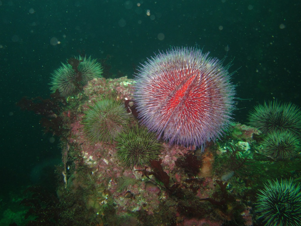 ячсмит ячсмит