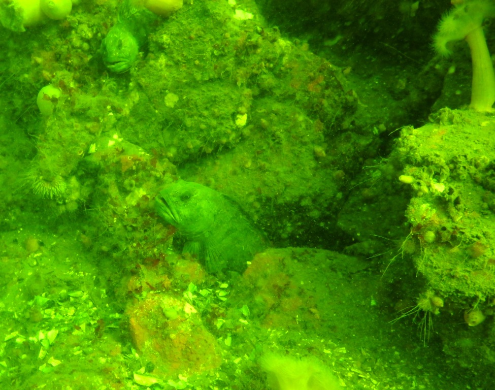 эдлотри эдлотри