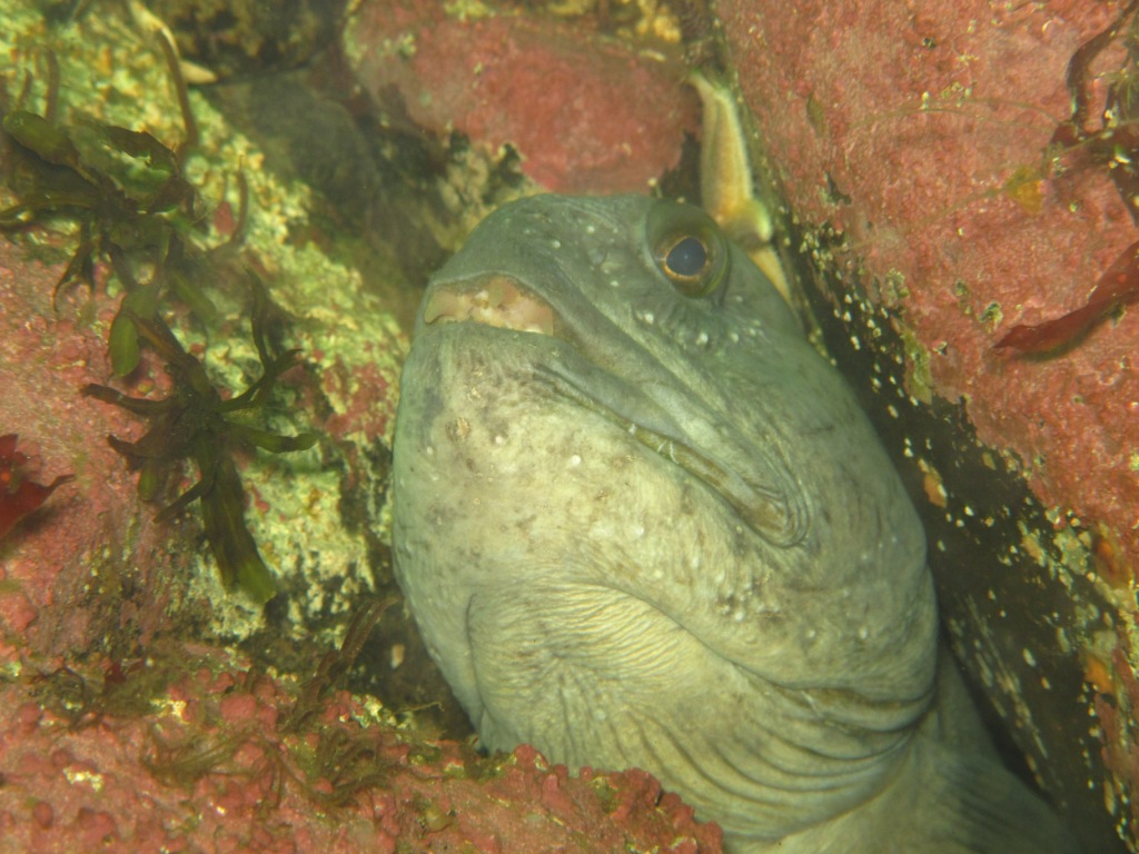 эждлор эждлор